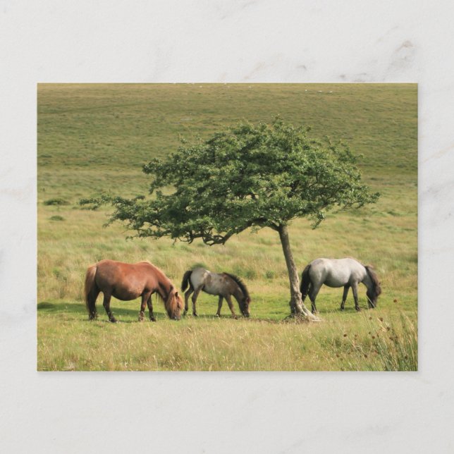 Under The Shade Postcard (Front)