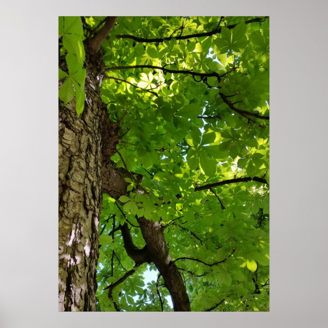 under the tree poster (Front)