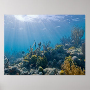 Under Water Biscayne NP Poster