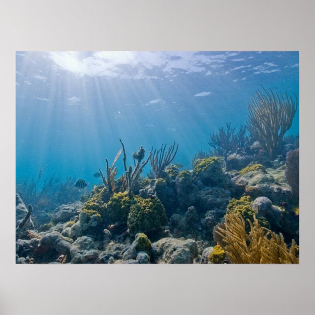 Under Water Biscayne NP Poster (Front)