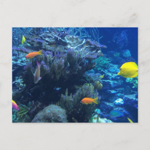 Under Water Ocean World And Summer Story Postcard