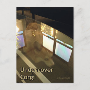 Undercover Corgi Postcard