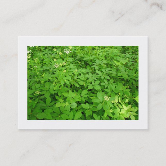 Undergrowth, Mini Photo Business Card (Front)