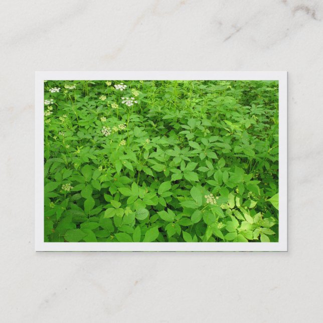 Undergrowth, Mini Photo Business Card (Front)