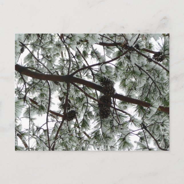 Underneath the Snow Covered Pine Tree Winter Photo Postcard (Front)