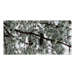 Underneath the Snow Covered Pine Tree Winter Photo Poster