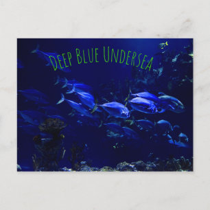 Undersea Tropical Fish Postcard