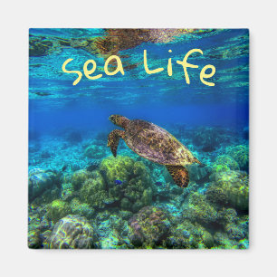 Undersea Tropical Sea Turtle Coral Magnet