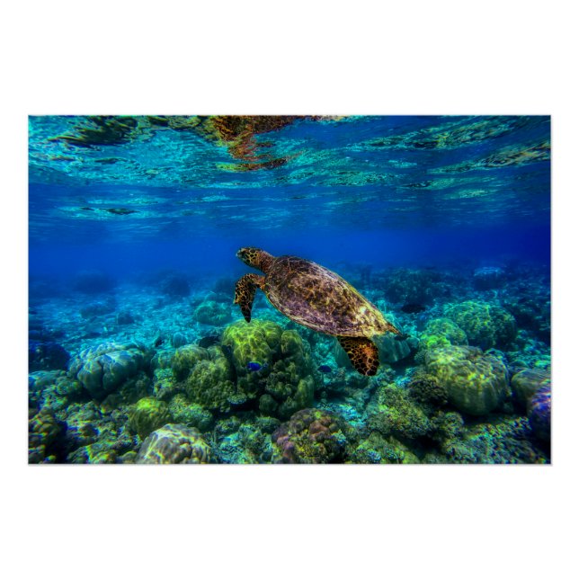 Undersea Tropical Sea Turtle Coral Poster (Front)