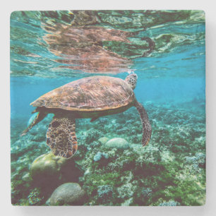 Undersea Tropical Sea Turtle Stone Coaster