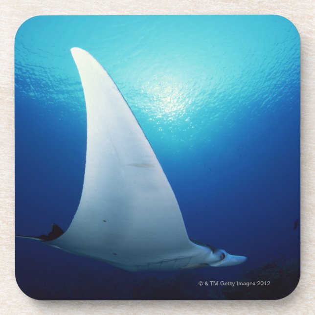 Underside of a manta ray coaster (Front)