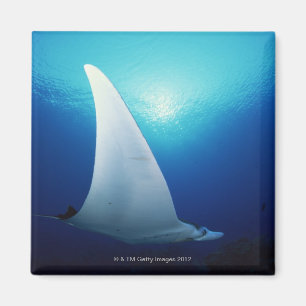 Underside of a manta ray magnet