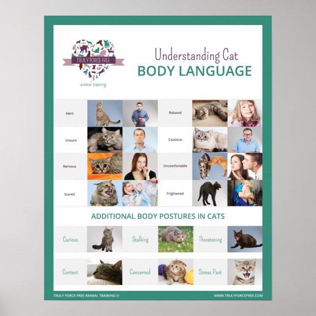 Understanding Cat Body Language 16 x 20 Poster (Front)