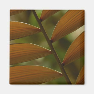 Understory palm detail. Mindo Cloud Forest. Magnet