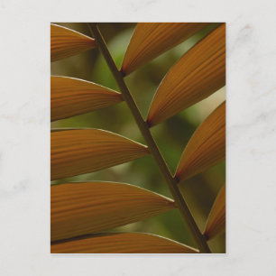 Understory palm detail. Mindo Cloud Forest. Postcard