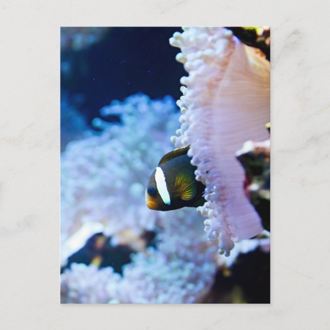 Underwater background postcard (Front)