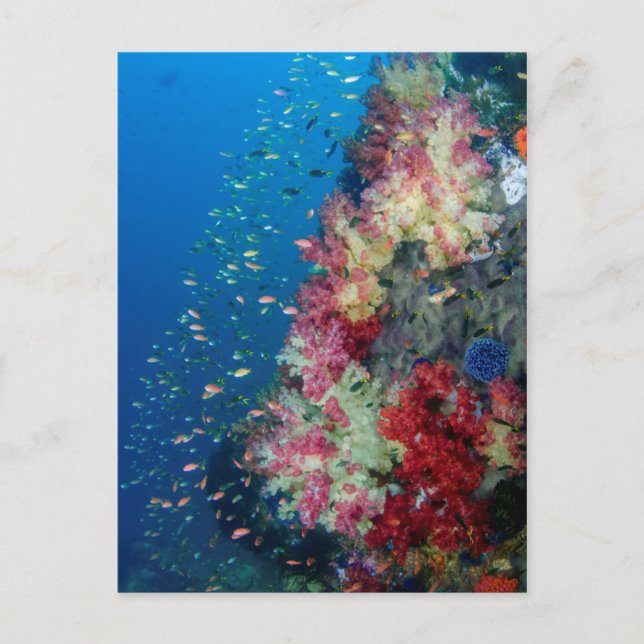 Underwater coral reef, Indonesia Postcard (Front)