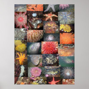 Underwater Creatures Collage - Fine Art Print