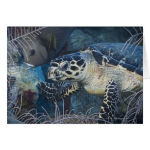 Underwater Life: A Hawksbill Sea Turtle