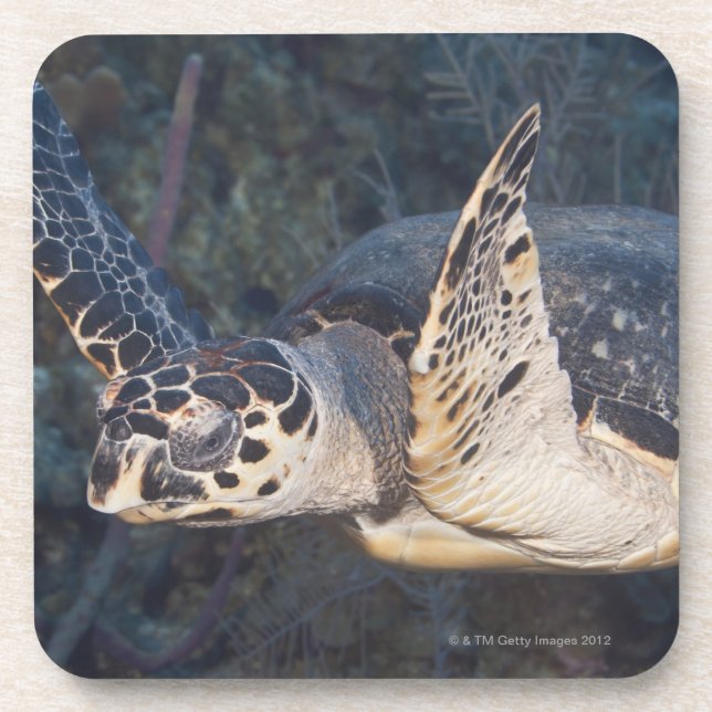 Underwater Life: A Hawksbill Sea Turtle 2 Coaster (Front)