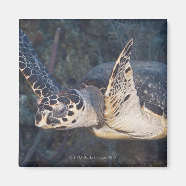 Underwater Life: A Hawksbill Sea Turtle 2 Magnet (Front)