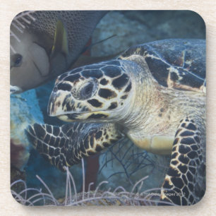 Underwater Life: A Hawksbill Sea Turtle Coaster