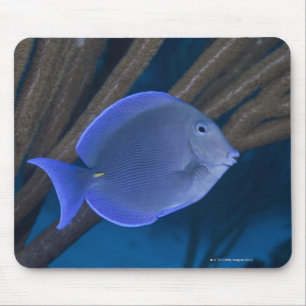 Underwater life: Acanthurus coeruleus with sea Mouse Pad