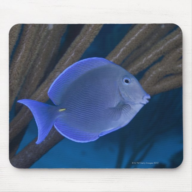 Underwater life: Acanthurus coeruleus with sea Mouse Pad (Front)
