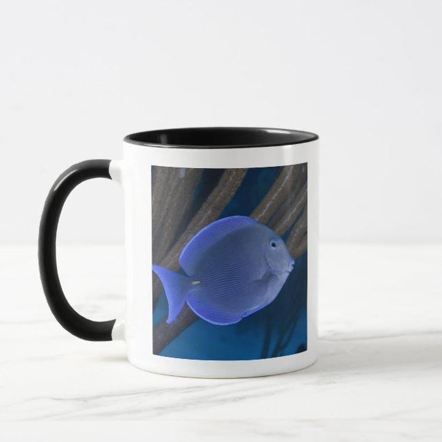 Underwater life: Acanthurus coeruleus with sea Mug (Left)