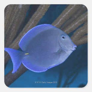 Underwater life: Acanthurus coeruleus with sea Square Sticker