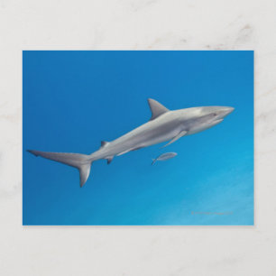 Underwater life: Carcharhinus perezi swimming in Postcard