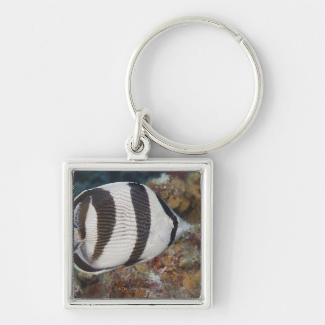 Underwater Life; FISH:  A Banded Butterflyfish Key Ring (Front)