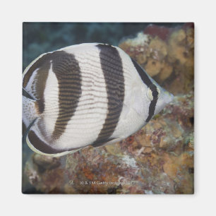 Underwater Life; FISH: A Banded Butterflyfish Magnet