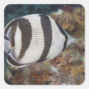 Underwater Life; FISH: A Banded Butterflyfish Square Sticker