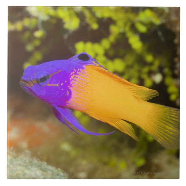 Underwater Life, FISH:  a colourful Fairy Basslet Ceramic Tile (Front)