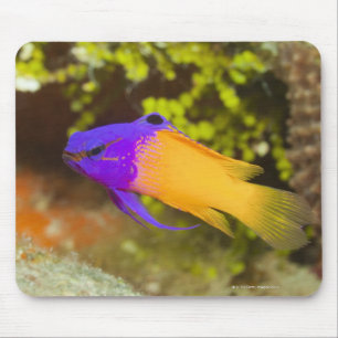 Underwater Life, FISH: a colourful Fairy Basslet Mouse Pad