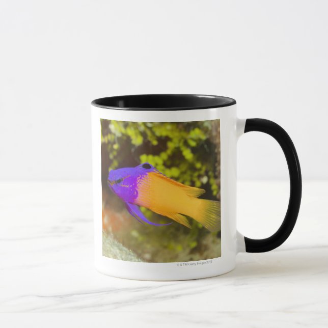 Underwater Life, FISH:  a colourful Fairy Basslet Mug (Right)