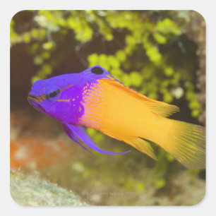Underwater Life, FISH:  a colourful Fairy Basslet Square Sticker