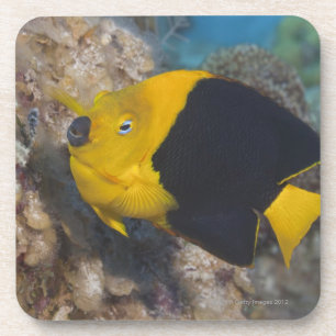 Underwater Life, FISH: A colourful Rock Beauty Coaster