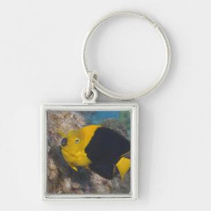 Underwater Life, FISH: A colourful Rock Beauty Key Ring