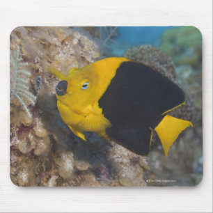 Underwater Life, FISH: A colourful Rock Beauty Mouse Pad