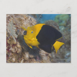Underwater Life, FISH:  A colourful Rock Beauty Postcard