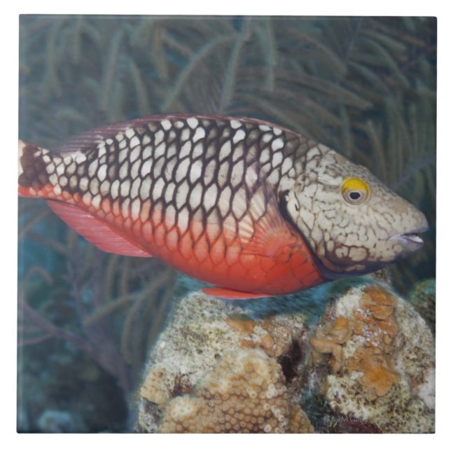 Underwater Life, FISH: a colourful Stoplight Ceramic Tile (Front)