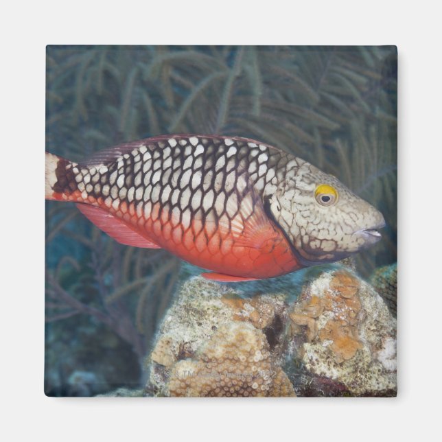 Underwater Life, FISH: a colourful Stoplight Magnet (Front)