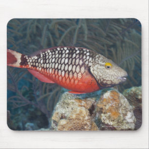 Underwater Life, FISH: a colourful Stoplight Mouse Pad