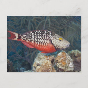 Underwater Life, FISH: a colourful Stoplight Postcard
