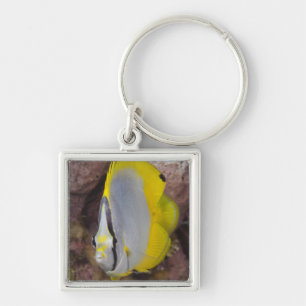 Underwater Life, FISH:  A colourful tropical Key Ring