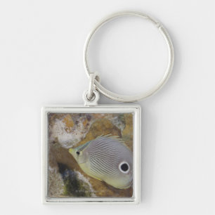 Underwater Life, FISH: A Foureye Butterflyfish Key Ring