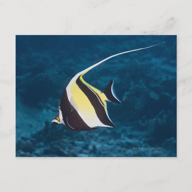 Underwater life;FISH: A Moorish Idol (Zanclus Postcard (Front)