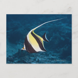 Underwater life;FISH: A Moorish Idol (Zanclus Postcard